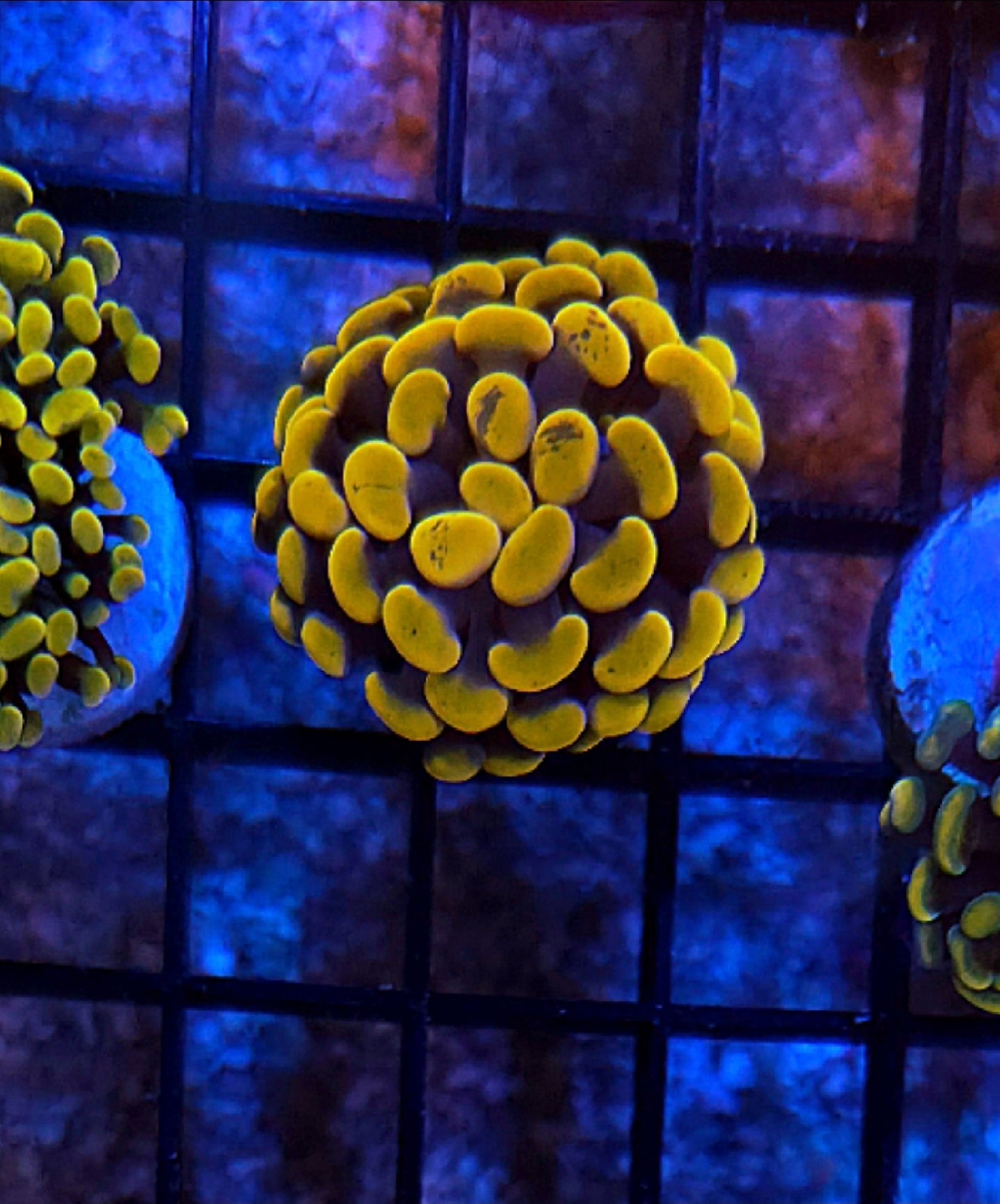 WYSIWYG Gold Hammer Coral - Shipwreck Cove Corals