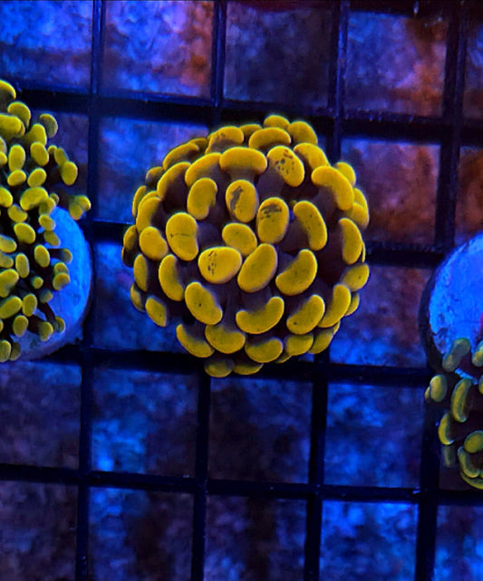 WYSIWYG Gold Hammer Coral - Shipwreck Cove Corals