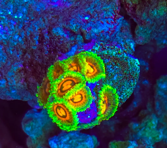 WYSIWYG 1 Head SCC Blunder Bust Zoa frag