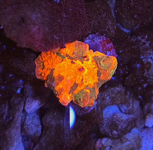 WYSIWYG Candy Crush Mushroom#1