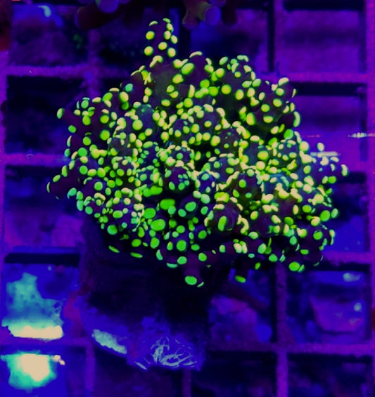 WYSIWYG Neon Green Octospawn coral