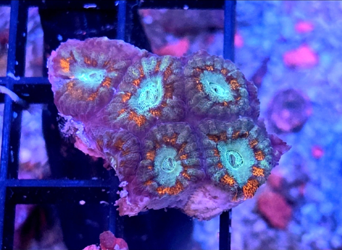 WYSIWYG Fire And Ice Acan Coral Frag 5 Heads