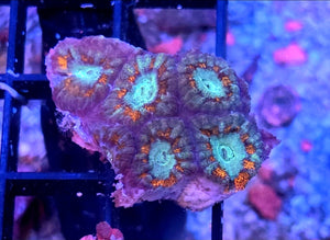 WYSIWYG Fire And Ice Acan Coral Frag 5 Heads