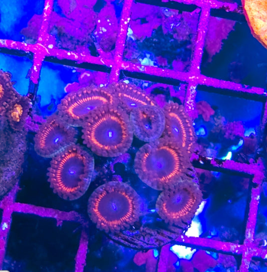 WYSIWYG 12+Heads Gobstopper zoas