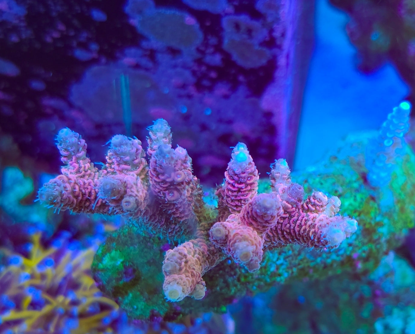 WYSIWYG Tank Grown SCC Bubble Gum Millepora frag 1 and 1/2"