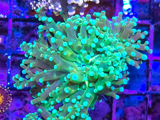 WYSIWYG Toxic Green Octospawn