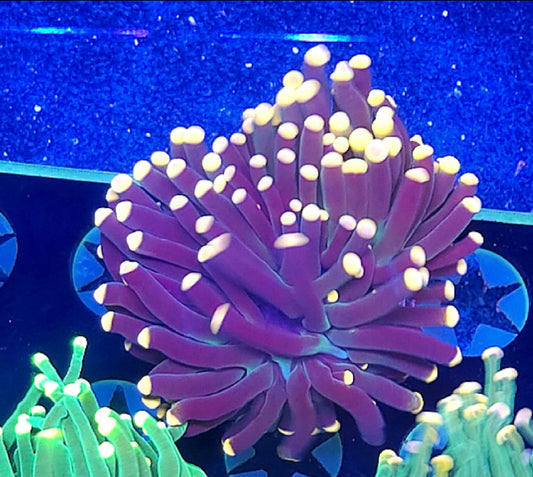 WYSIWYG Purple Yellow Tip Torch Coral
