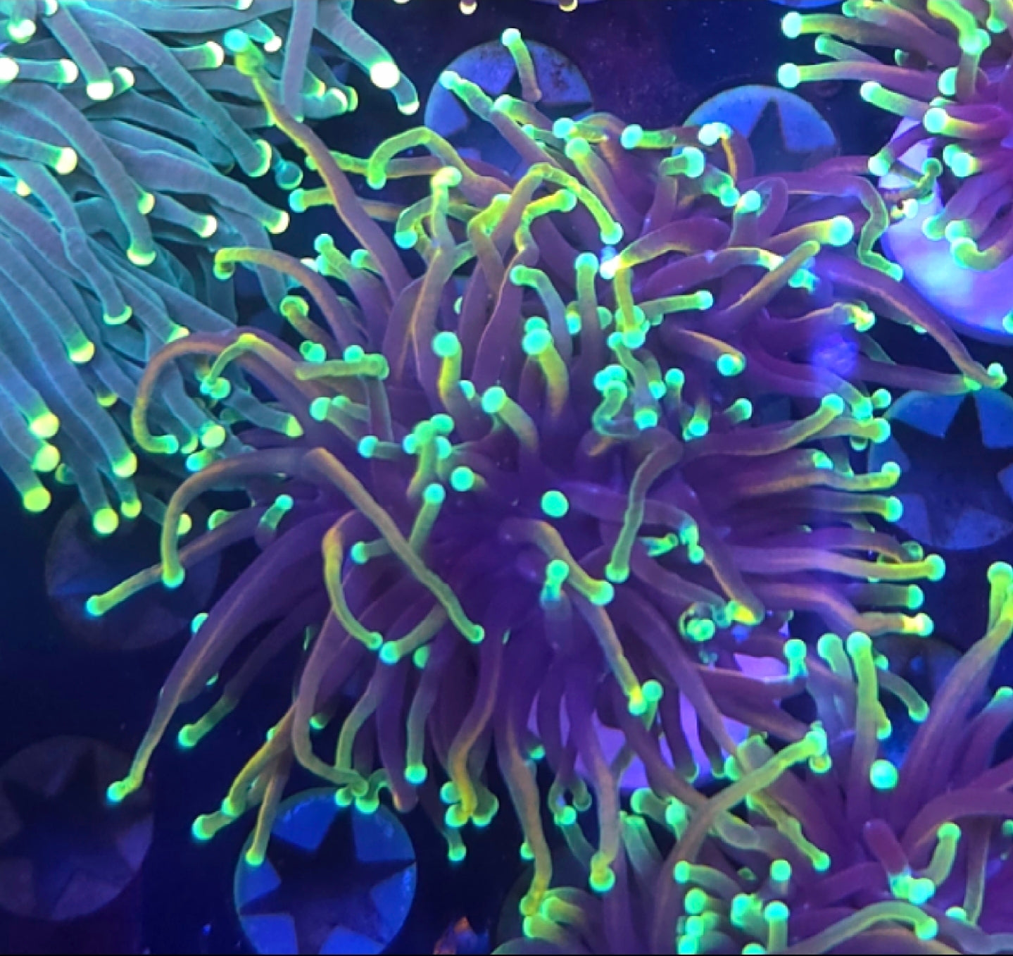 WYSIWYG Dragon Soul Torch coral - Shipwreck Cove Corals