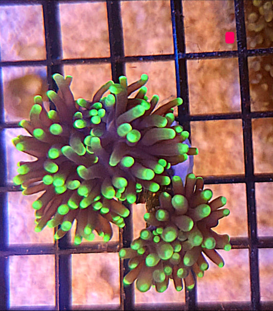 WYSIWYG Godzilla Torch Coral 2 Heads - Shipwreck Cove Corals