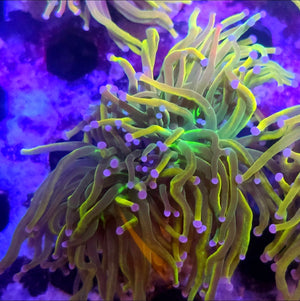 WYSIWYG Rapunzel HG Torch Coral 2 Heads