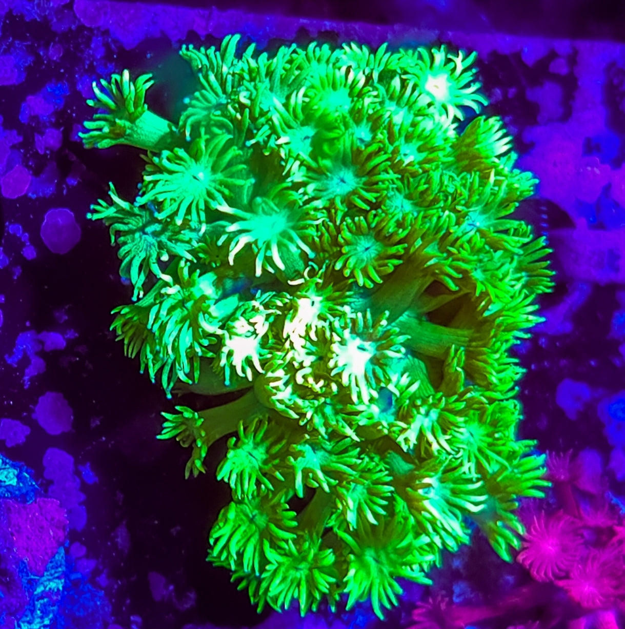 WYSIWYG Sour Apple Goni coral