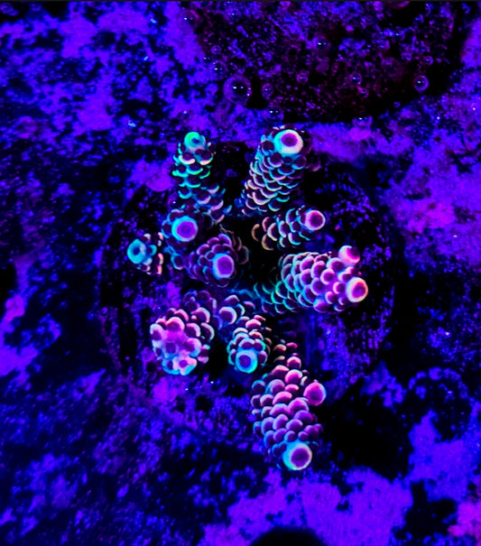 WYSIWYG SCC Watermelon milli acro coral