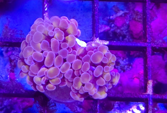 WYSIWYG Rose and Gold Branching Hammer coral