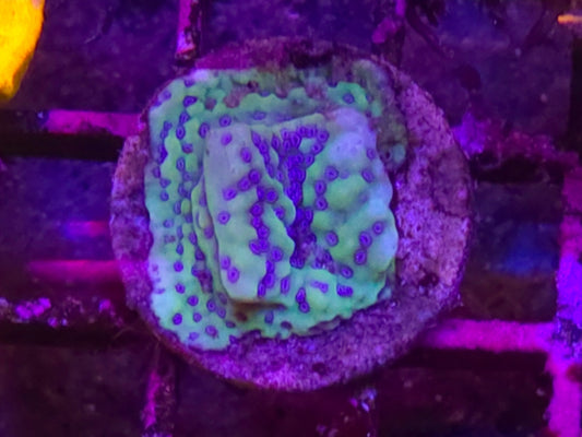 WYSIWYG Melted Candle Undata Monti coral frag