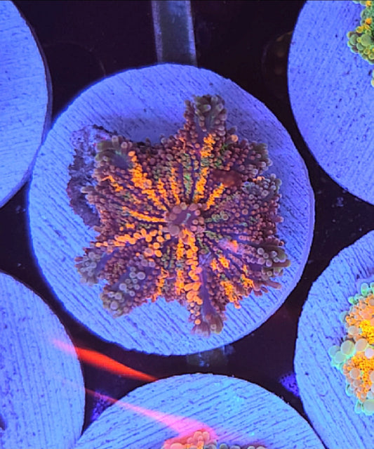 WYSIWYG Ultra Yuma Mushroom #4