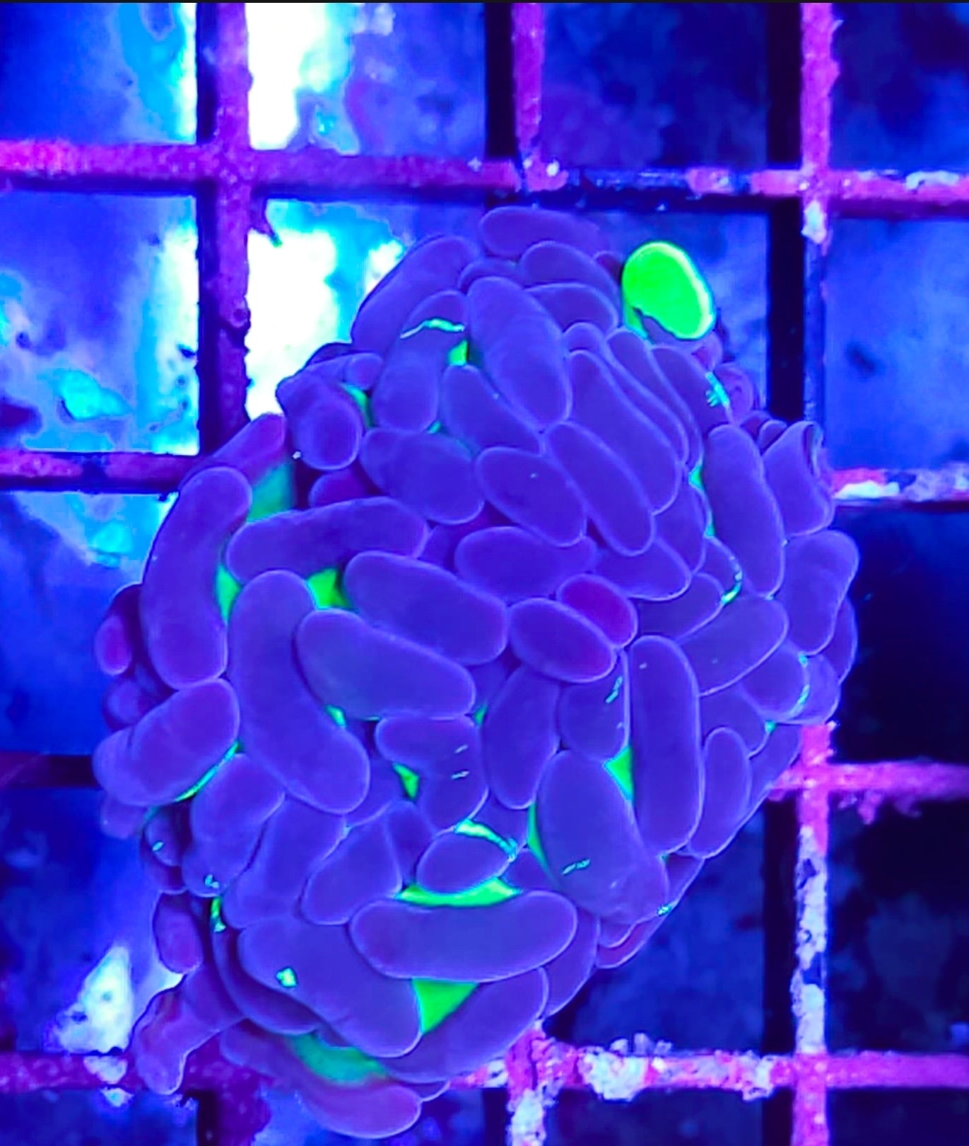 WYSIWYG Bicolor Hammer coral new