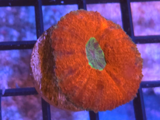 WYSIWYG Red With Green Mouth Acan - Shipwreck Cove Corals