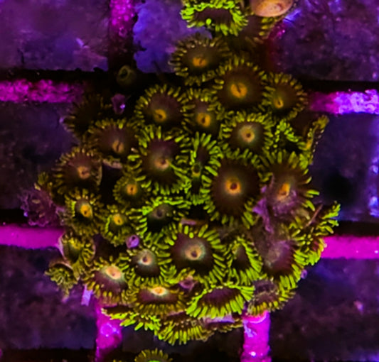 WYSIWYG Green Goblin Zoa coral colony