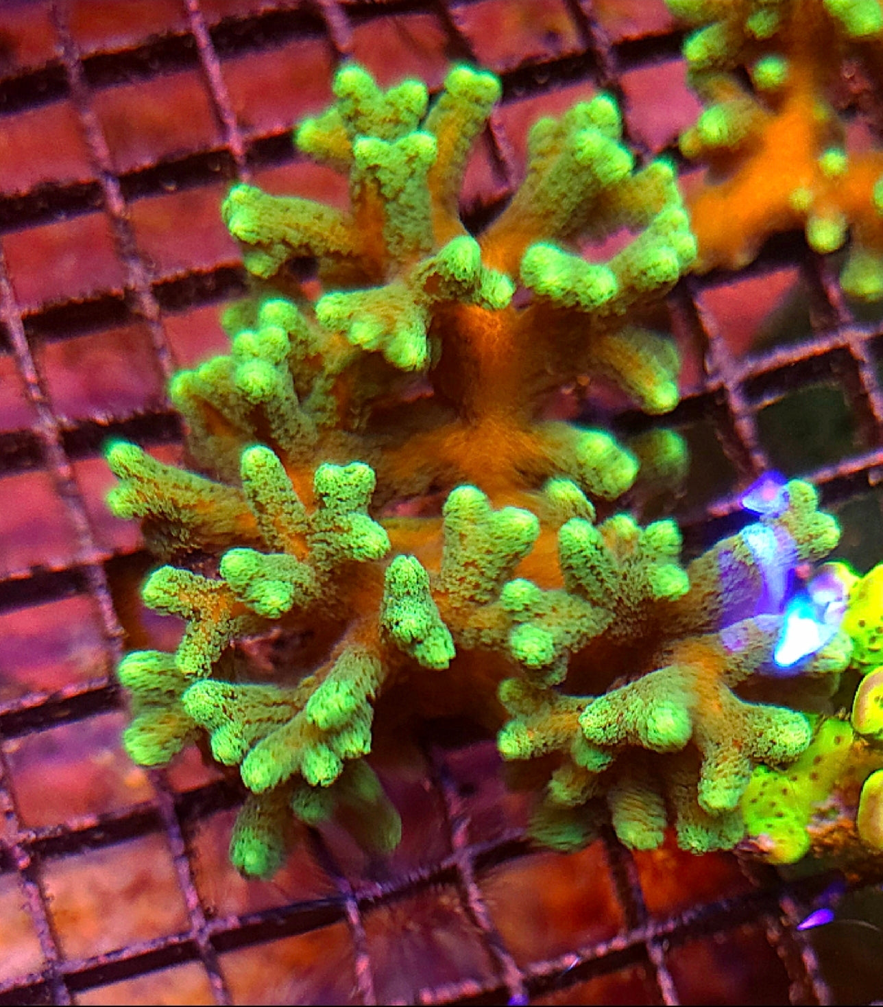 WYSIWYG Neon Green Stylo Coral colony