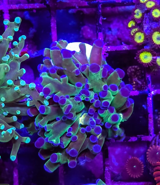 WYSIWYG Frogspawn coral #2