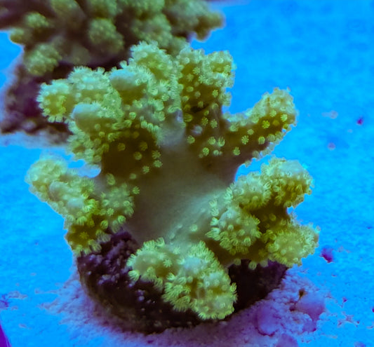 WYSIWYG YELLOW Fiji Leather coral