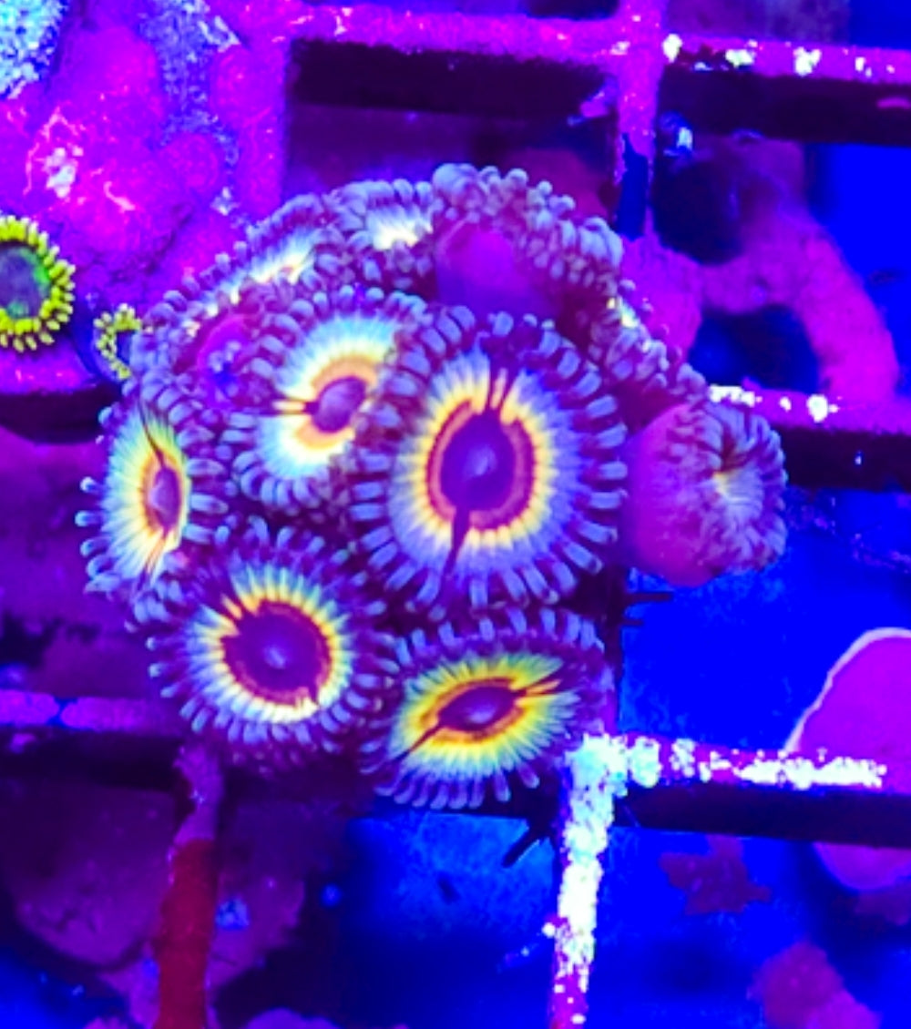 WYSIWYG 8Heads SCC Fantasia zoa