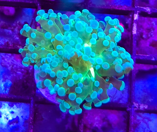 WYSIWYG Bicolor Frogspawn coral