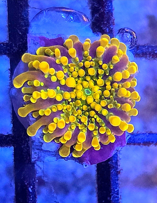 WYSIWYG Ultra Orange Yuma Mushroom Coral Frag