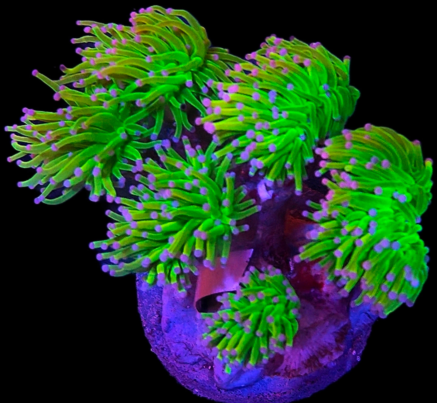 Holy Grail Torch single heads