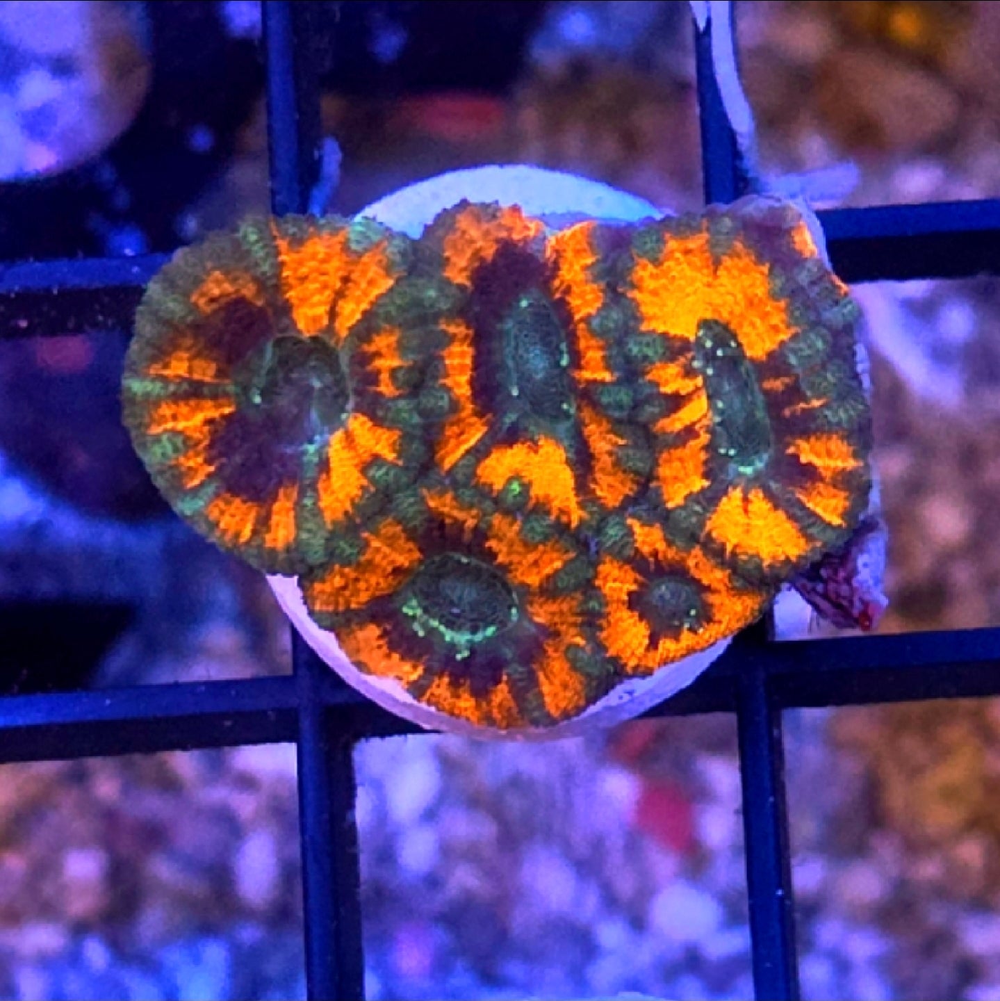 WYSIWYG SCC Tony The Tiger Acan Coral Frag 5 Heads