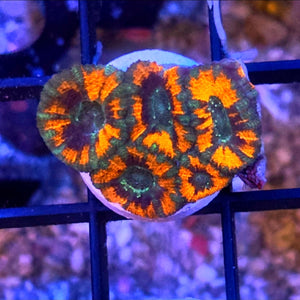 WYSIWYG SCC Tony The Tiger Acan Coral Frag 5 Heads
