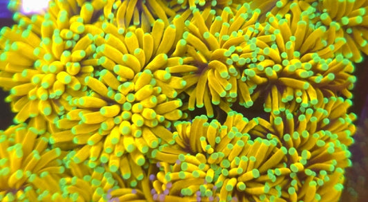 Malaysian Banana Torch Coral 1 head