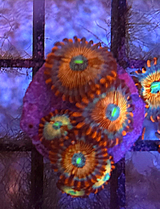 WYSIWYG White Zombie palys - Shipwreck Cove Corals