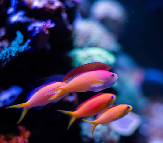 Dispar Anthias