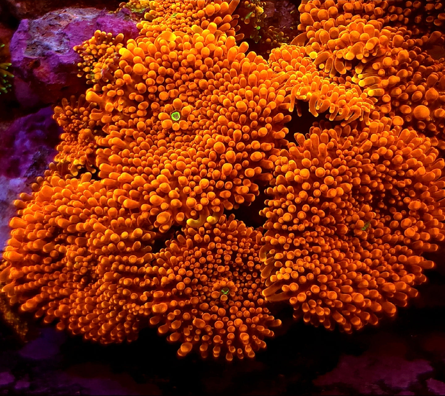 Neon Orange Yuma Mushroom Coral 1 Yuma frag