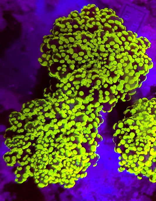 WYSIWYG 2 heads Toxic Yellow Octospawn coral