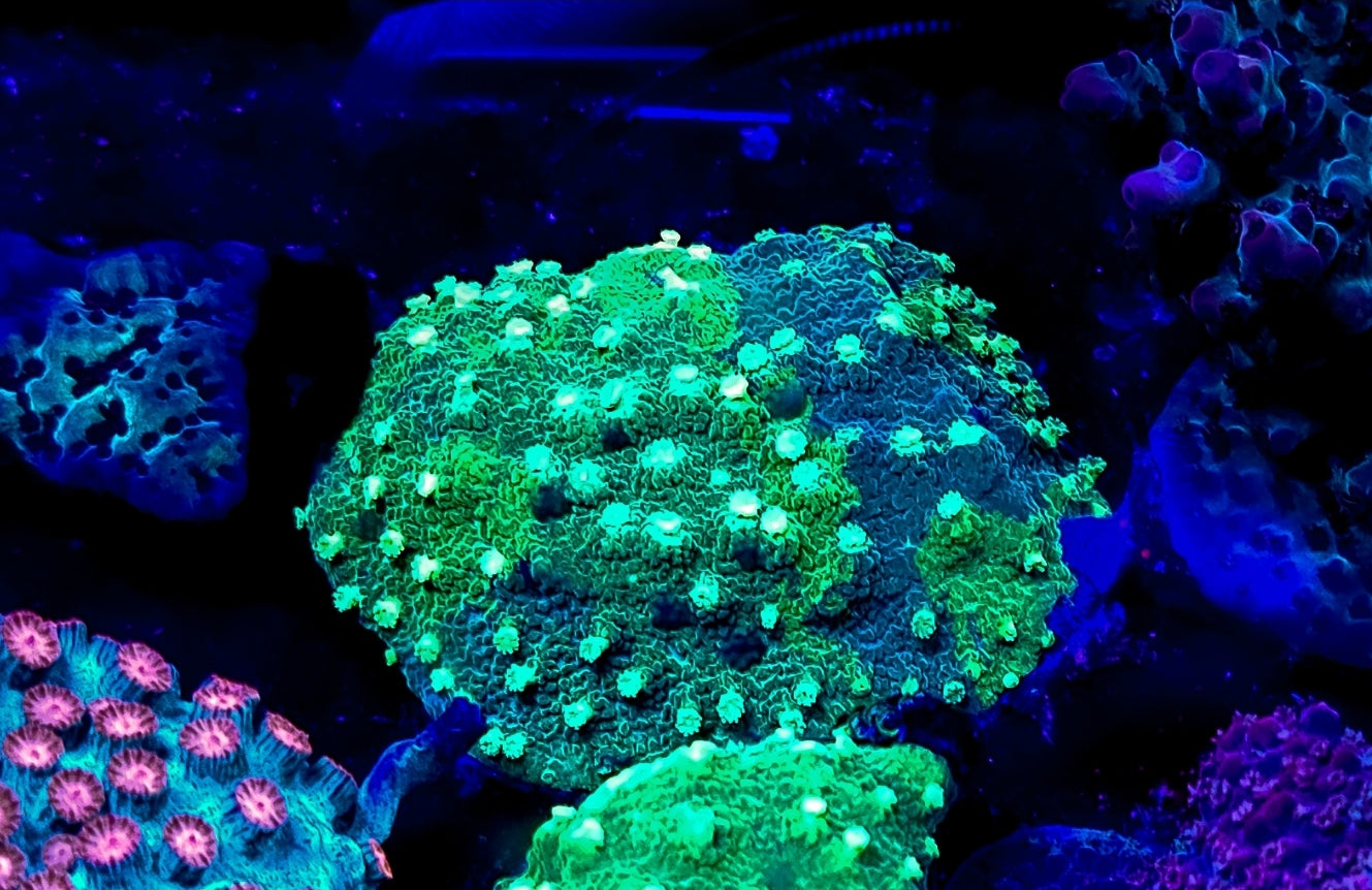 WYSIWYG Kryptonite Cyphastrea coral
