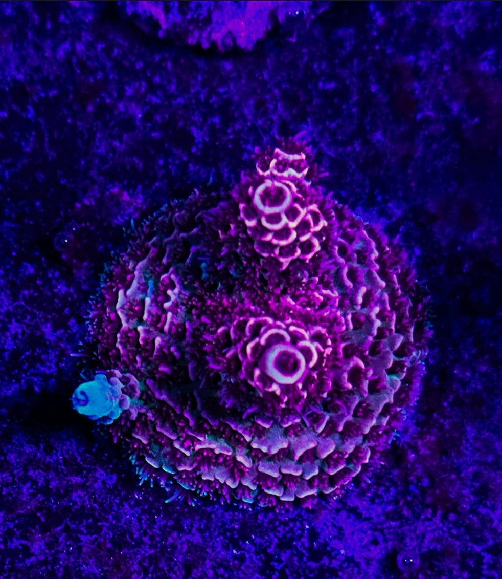 WYSIWYG SCC Bubblegum mille frag acro coral