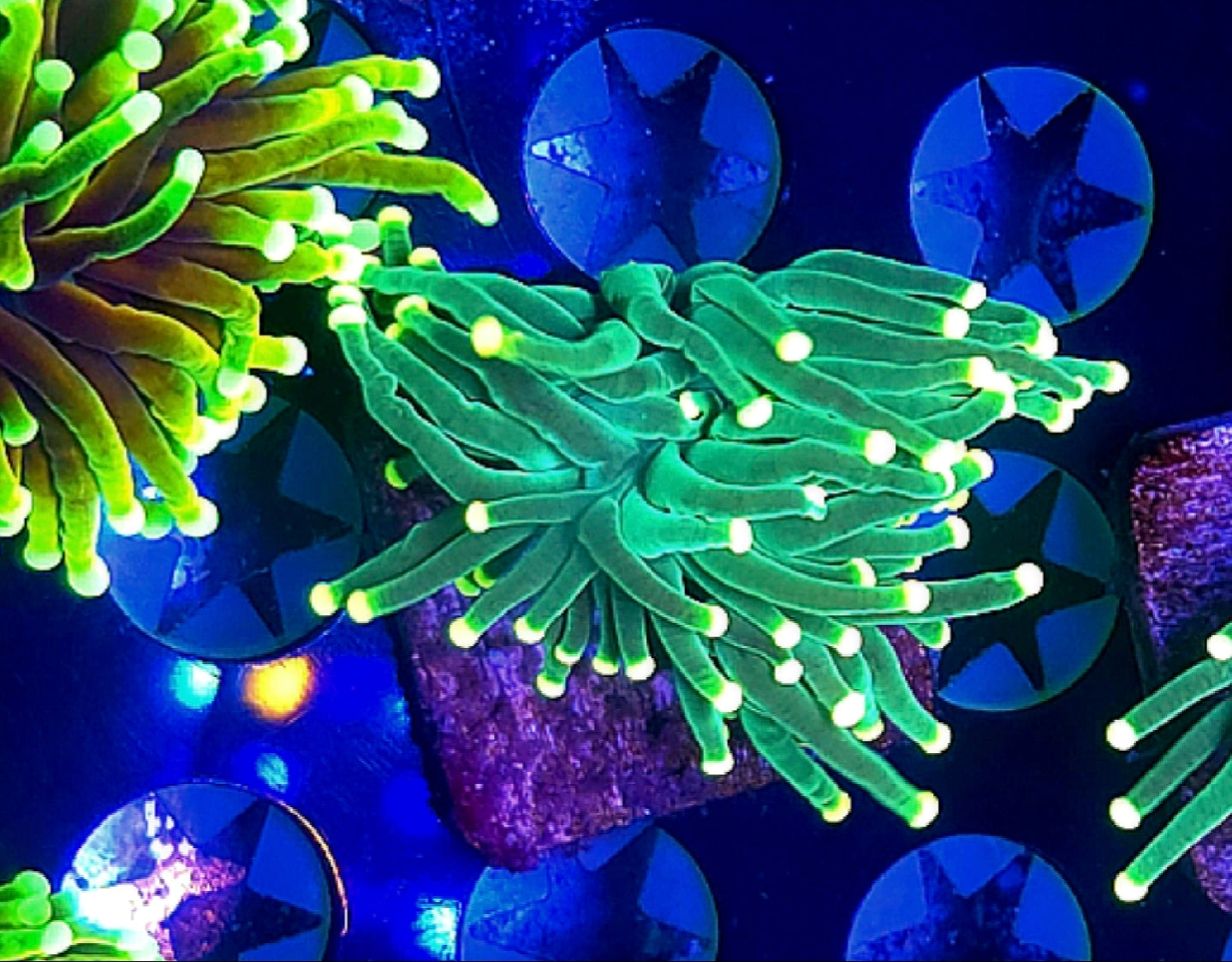 WYSIWYG Lemon Drop Torch coral