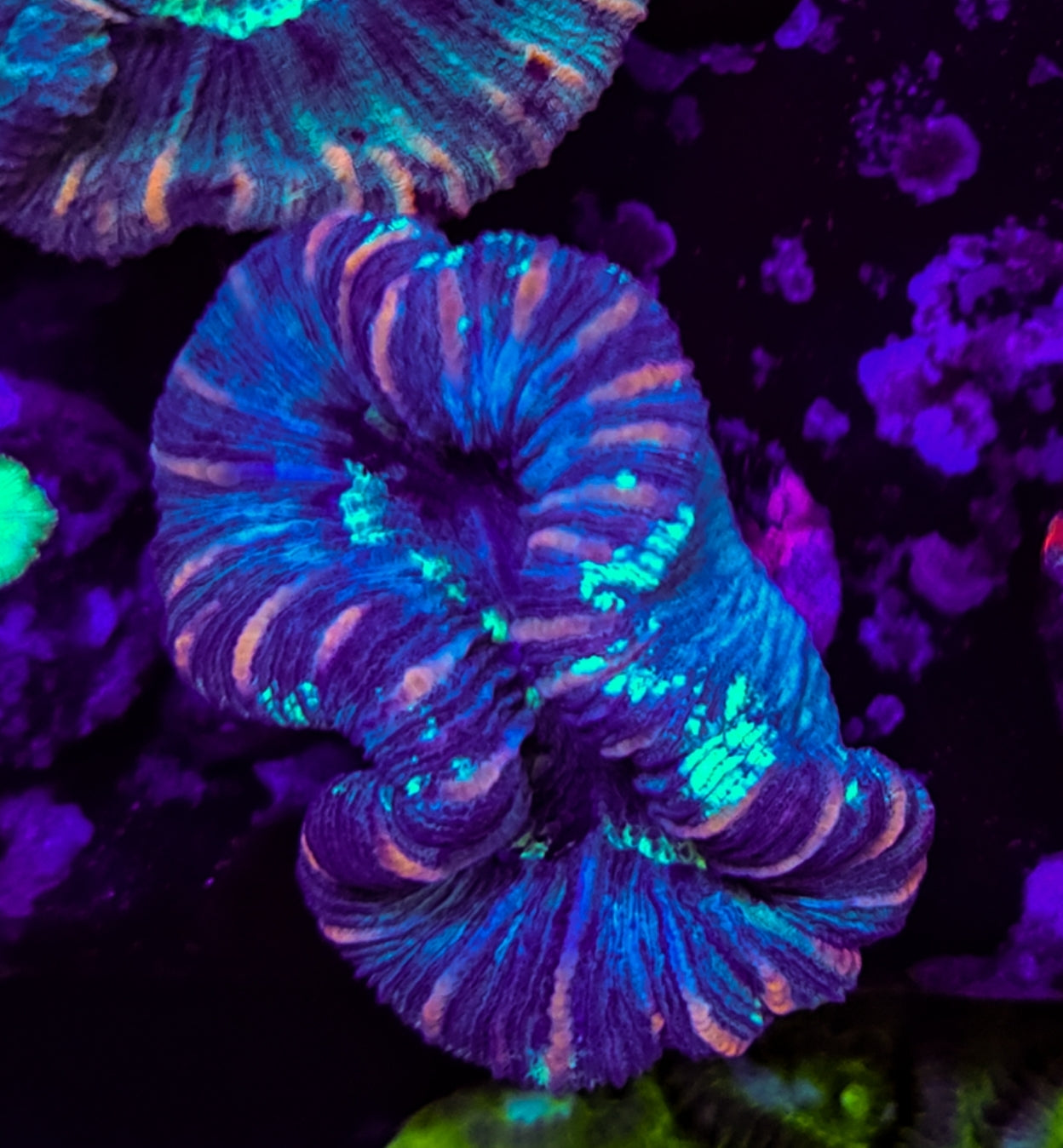 WYSIWYG Pink Striped open brain coral