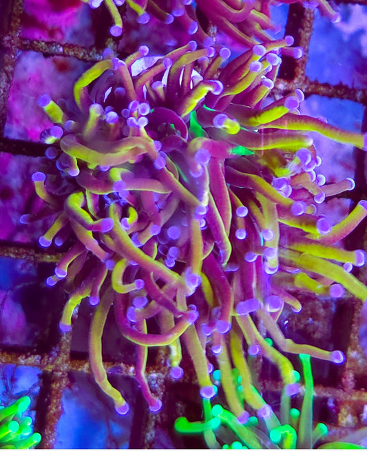 WYSIWYG SCC Ultimate Gold Torch coral
