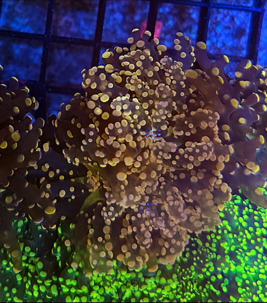 WYSIWYG Burgundy Octospawn - Shipwreck Cove Corals