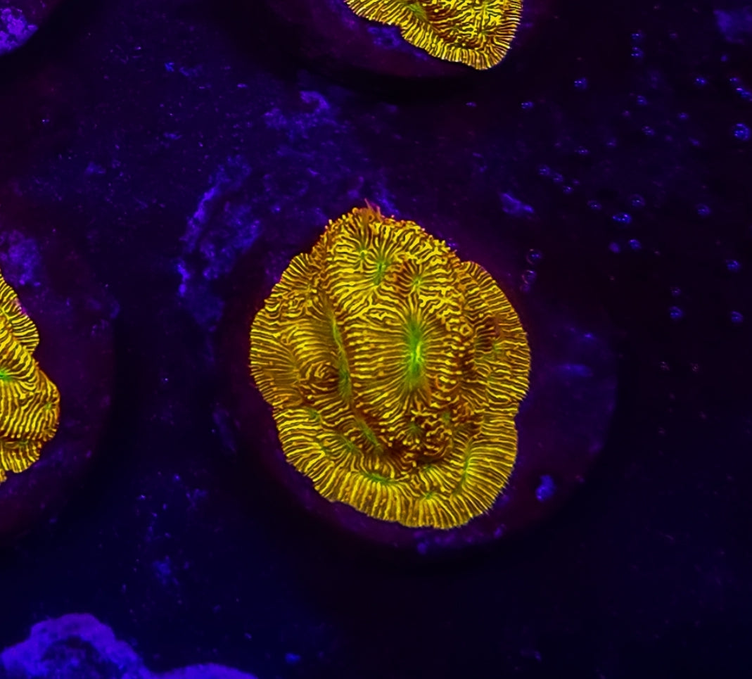 WYSIWYG Jack-O-Lantern Lepto coral