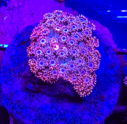 WYSIWYG Ultra Goni colony coral L/G