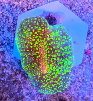 WYSIWYG Ultra Lobo Coral