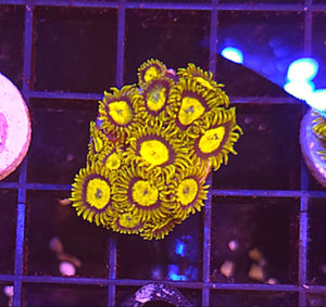 WYSIWYG King Midas Zoa frag 10+ Heads