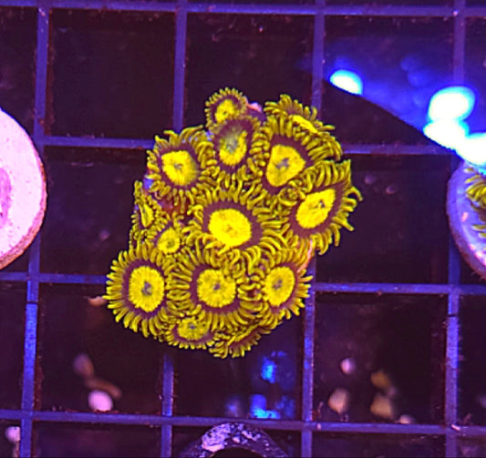 WYSIWYG King Midas Zoa frag 10+ Heads