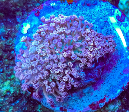 WYSIWYG Tri-color Goni coral colonyL/G