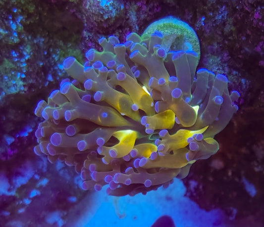 WYSIWYG Yellow Center Tricolor Frogspawn coral