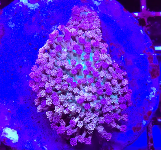 WYSIWYG Ultra Tri-color Goni coral L/G